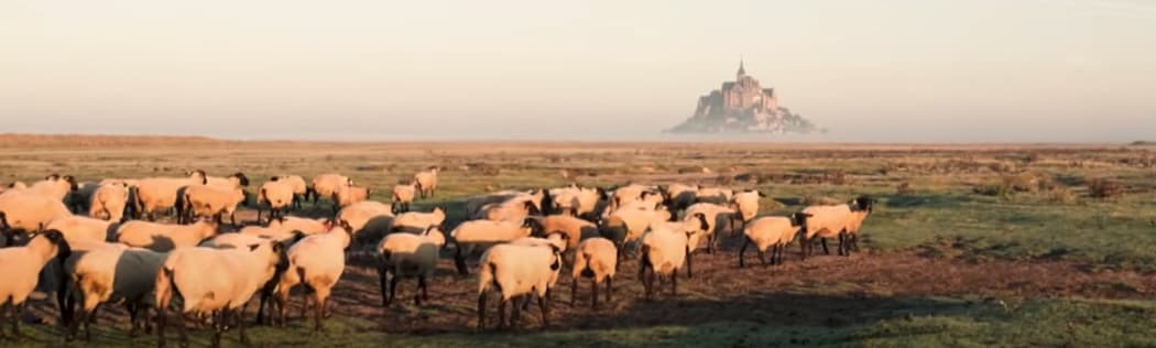 Photo de moutons du Mont Saint Michel fournissant la laine pour les produits Saint James